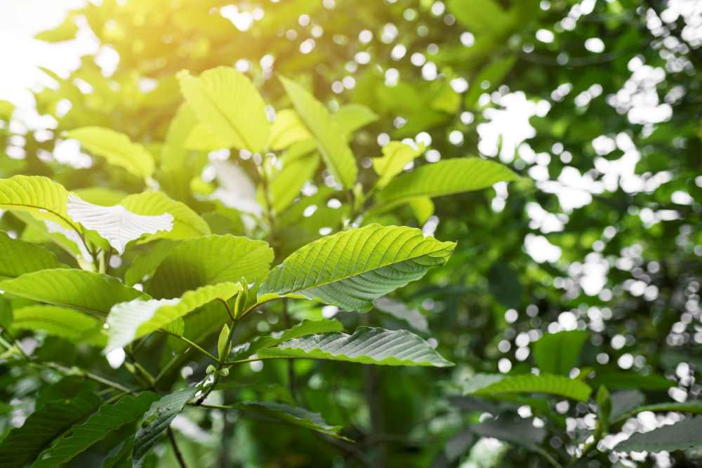 Kratom nejkvalitnější v ČR